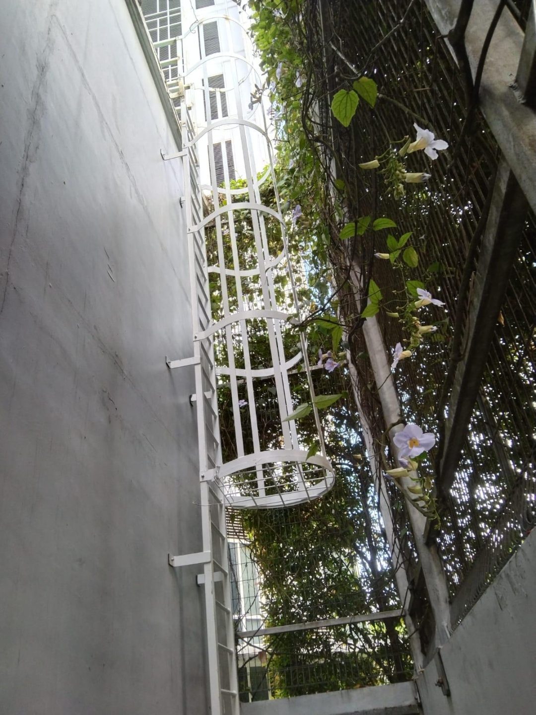 Mid-section detail of the Ng Teng Fong Hospital cat ladder showing the rungs and wall-fixing brackets