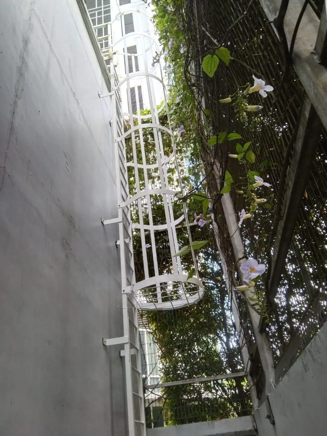 Mid-section detail of the Ng Teng Fong Hospital cat ladder showing the rungs and wall-fixing brackets